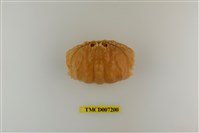 藏品(卷折饅頭蟹)的圖片